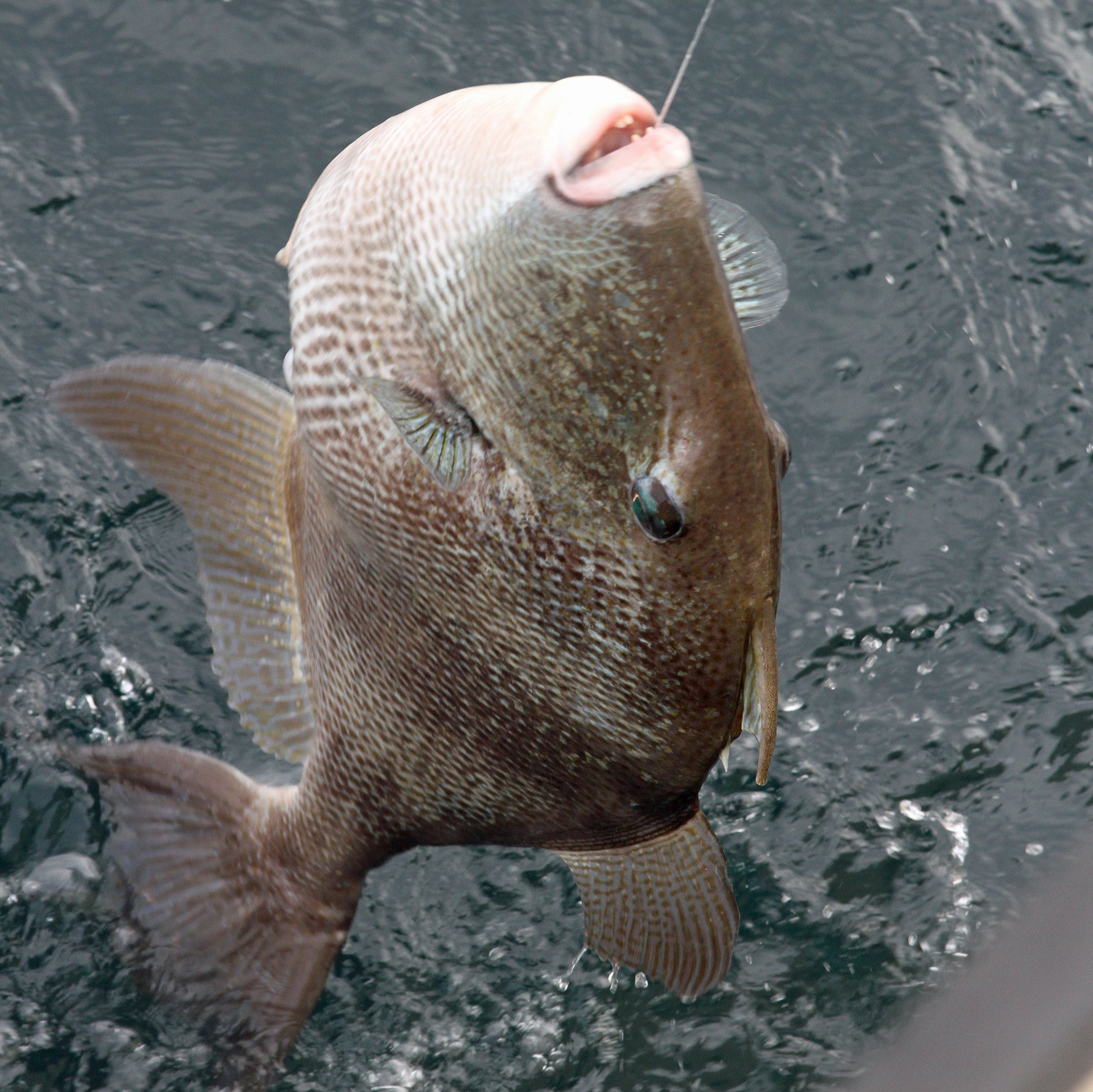 Triggerfish Season Opens March 1, Mandatory for Snapper Check